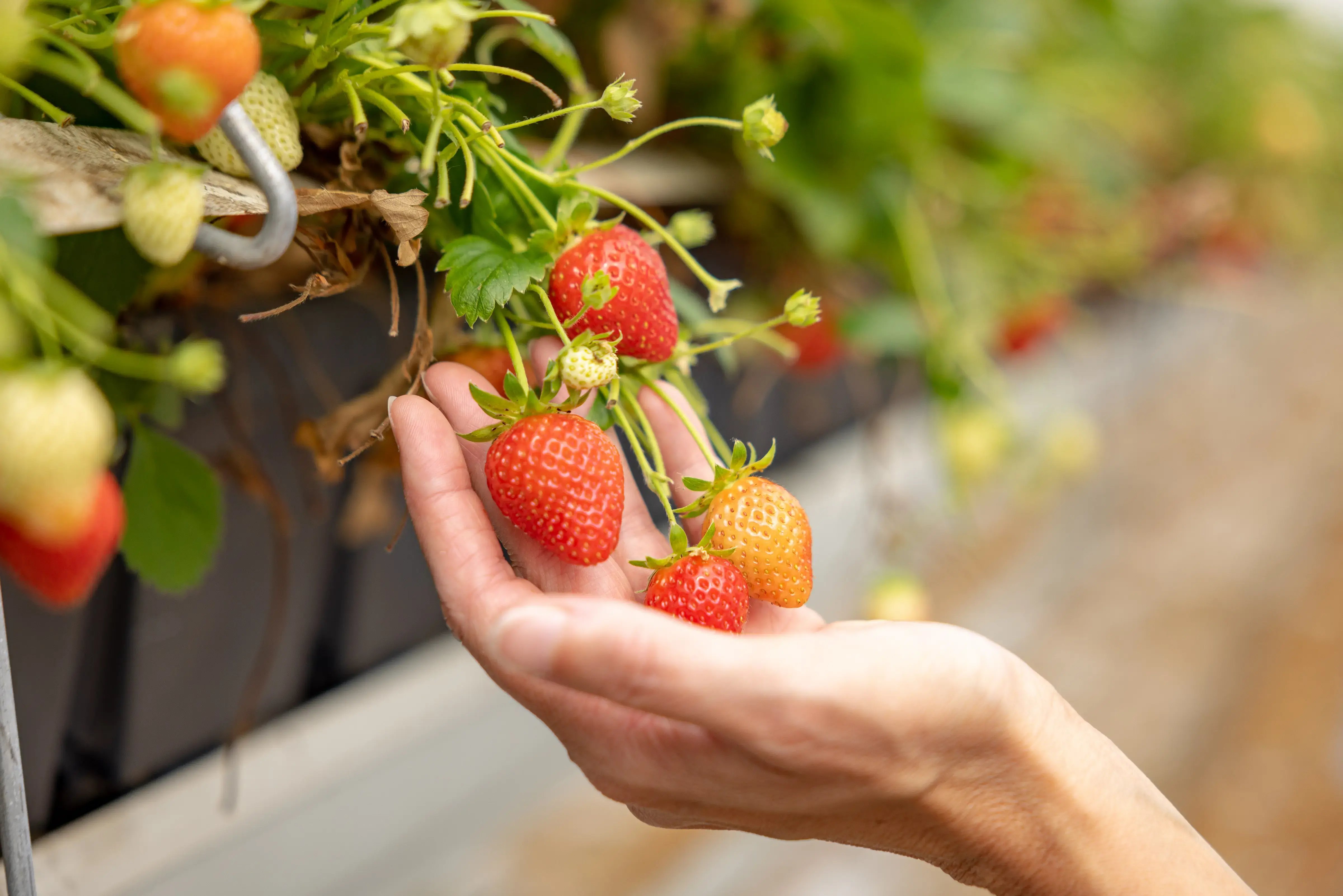 Hand picking ripe strawberries from the plant