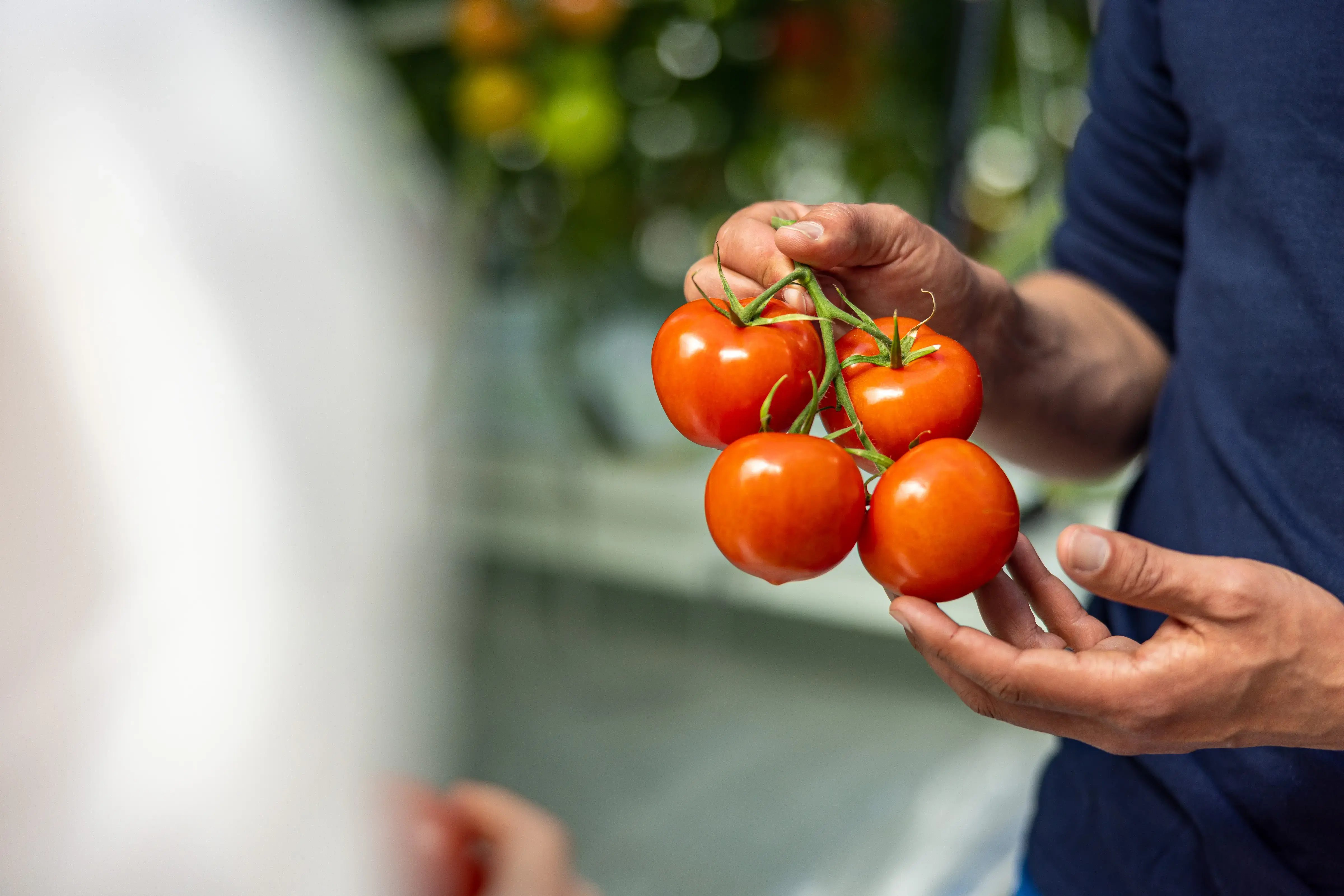 KUBO_Tomatoes_Cultivation_ESG_SDG_Hunger_Greenhouse_Duurzaam