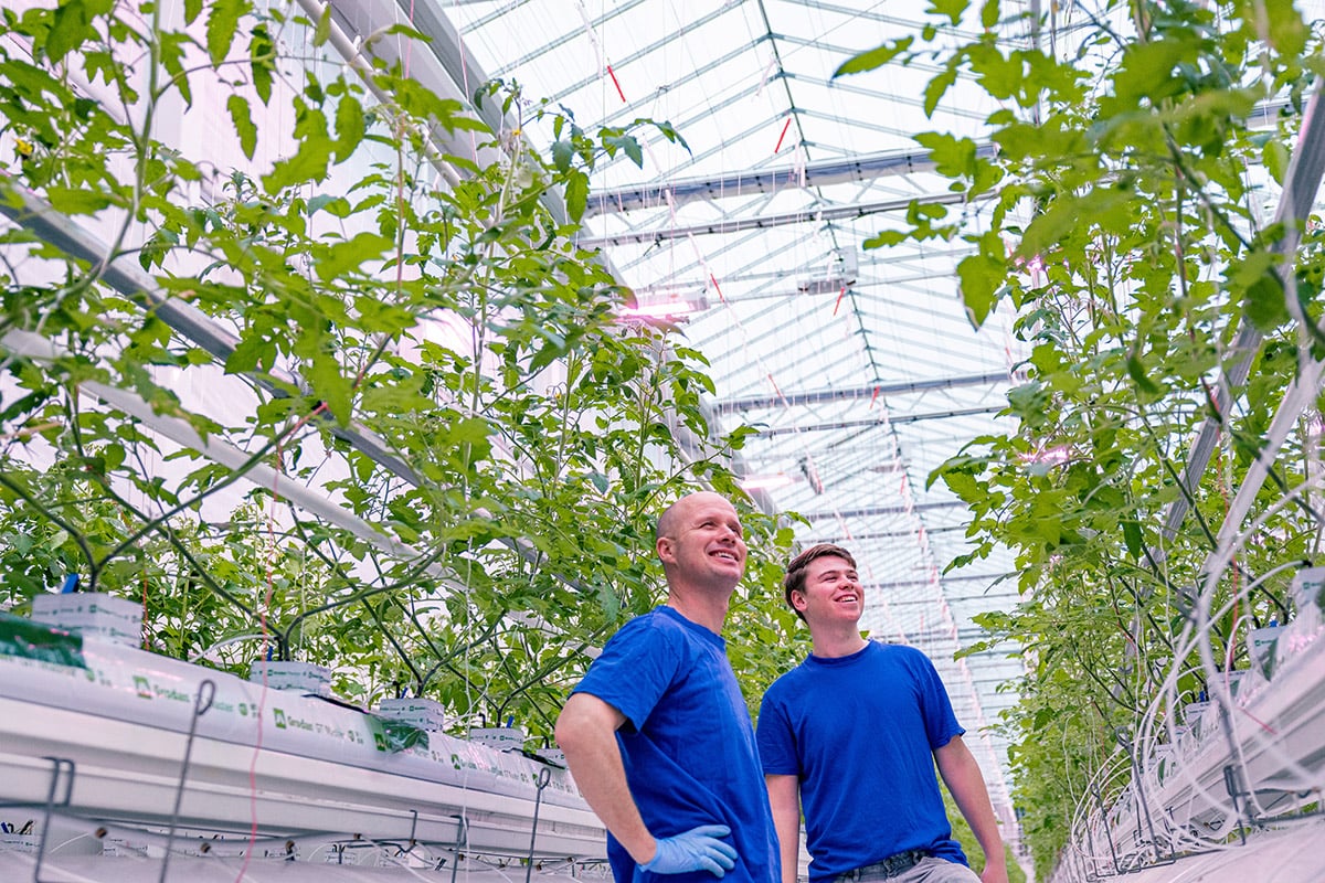 Two individuals in a greenhouse with tomato plants, wearing blue shirts.