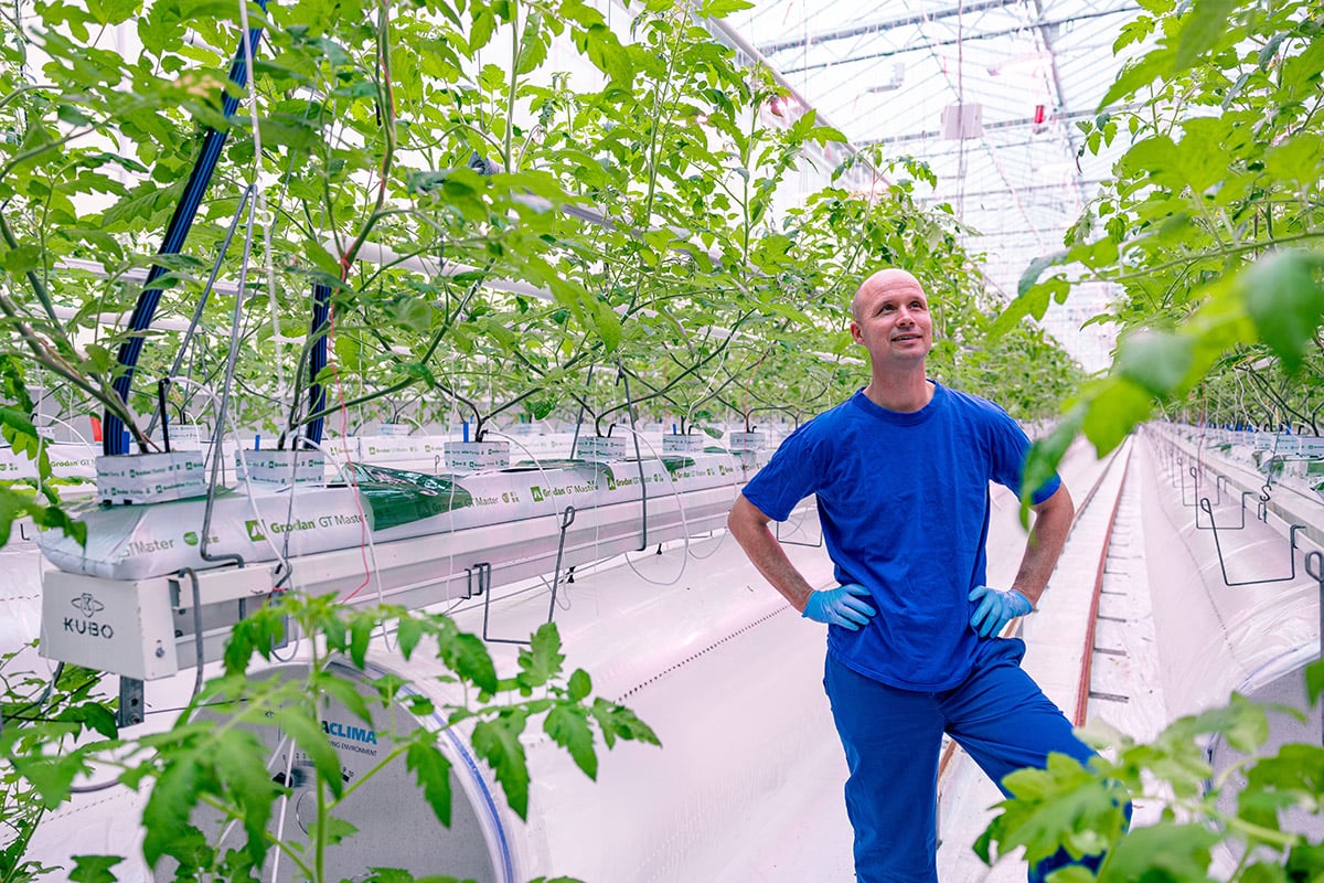 A large greenhouse with rows of tomato plants. A person in blue scrubs and a blue shirt stands in the center aisle, surrounded by the greenery. There is also a sign indicating 