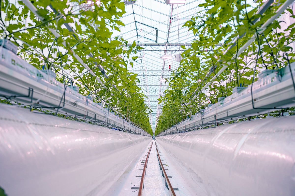 A modern greenhouse with rows of plants on both sides, extending towards a brightly lit central aisle. The plants are supported by a series of metal trellises. The greenhouse has a reflective white ceiling and walls, suggesting it is designed to maximize light exposure for the plants.