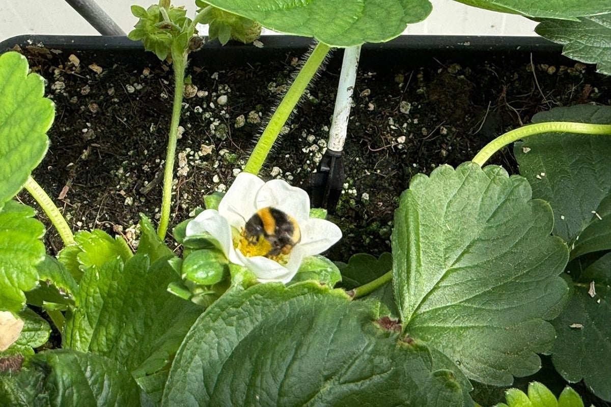 A close-up of a strawberry plant with large green leaves and a single bloom. The bloom has a white base and a yellow center with black veins, and a bee with yellow and black stripes is sitting on it.