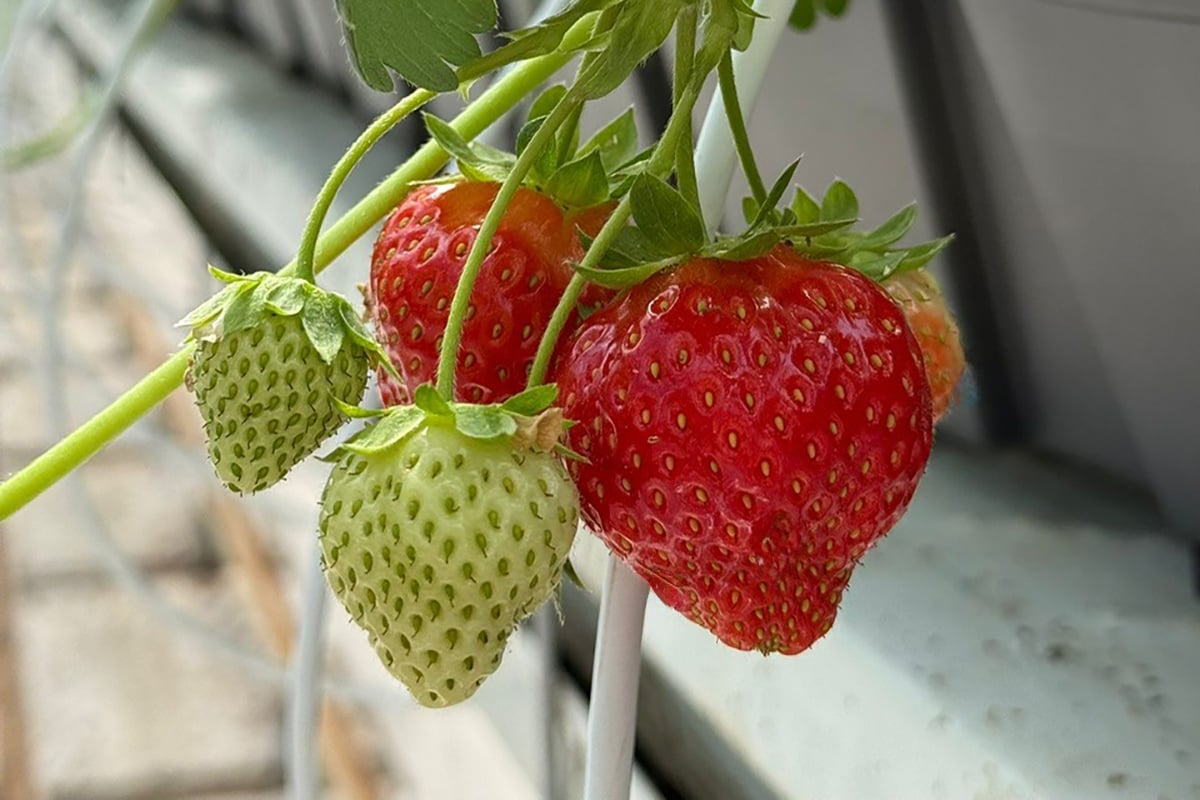 A close-up of a strawberry plant with ripe, red strawberries that have green leafy caps. The strawberries are in various stages of ripeness, with some still on the vine and others ready to be picked.