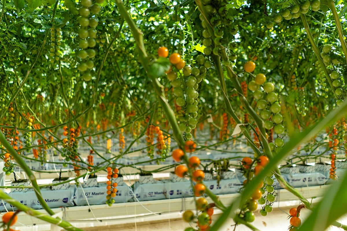 The image depicts a greenhouse setup with multiple rows of lush green plants. Each plant has a vine with numerous small, round, orange fruits growing in a linear fashion along the length of the vines. The background shows a row of white shelves or platforms supporting the plants.