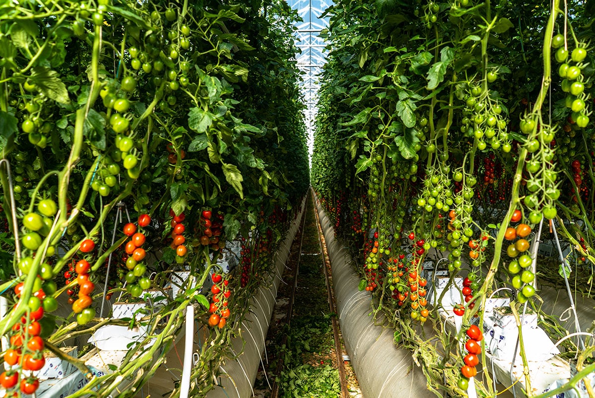 The image shows a greenhouse with multiple rows of tomato plants. The plants have varying stages of fruit development, from green unripe tomatoes to bright red ripe ones. Natural light passes through the plants. The perspective is from the bottom looking up the central aisle of the greenhouse.