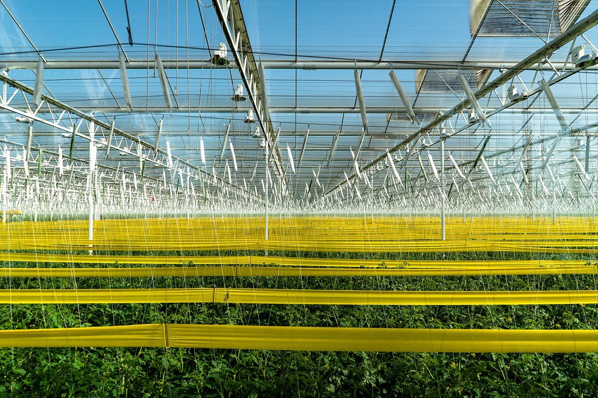 The image shows a large greenhouse with multiple rows of green plants growing under a transparent roof supported by a metal frame. The roof allows sunlight to filter through, and there are yellow railings visible at the base of the plants.
