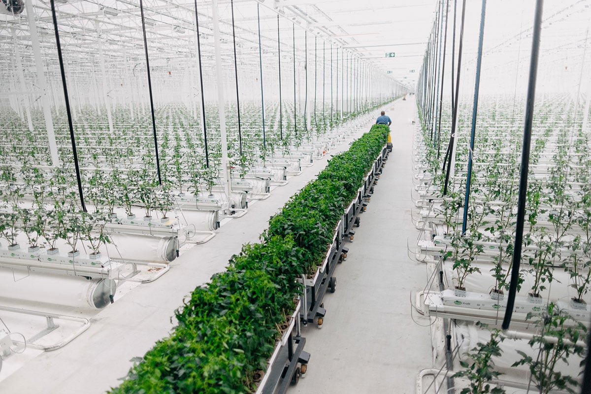 The image shows a large greenhouse with rows of young plants growing. The greenhouse appears to be well-lit, suggesting an indoor growing environment. There are a few workers visible and the overall atmosphere is clean.