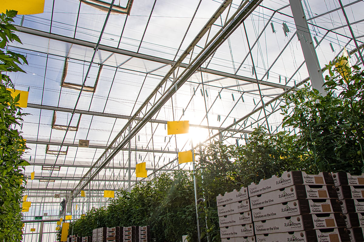 The interior of a greenhouse with a high ceiling and a transparent structure allowing natural light to enter. There are several rows of green plants on the left side. The ceiling is supported by metal beams. The overall atmosphere appears to be well-lit and healthy for plant growth.