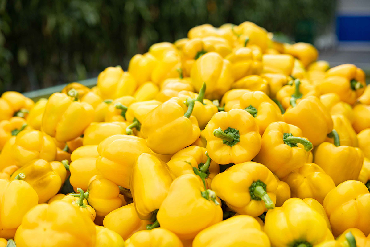 A photo showing a stack of bell peppers.