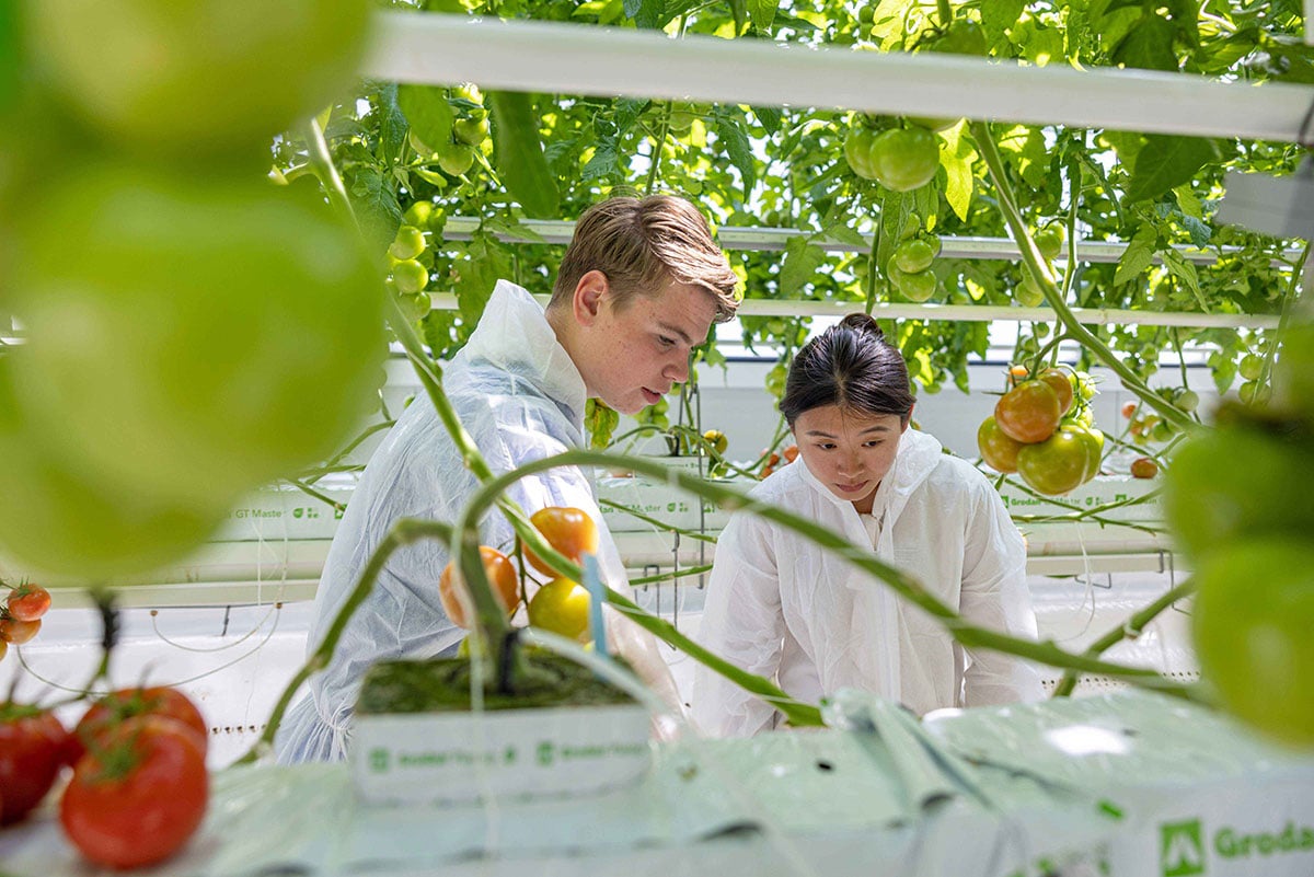 een man en een vrouw staan in een kas met vooraan een tomatenplant. 