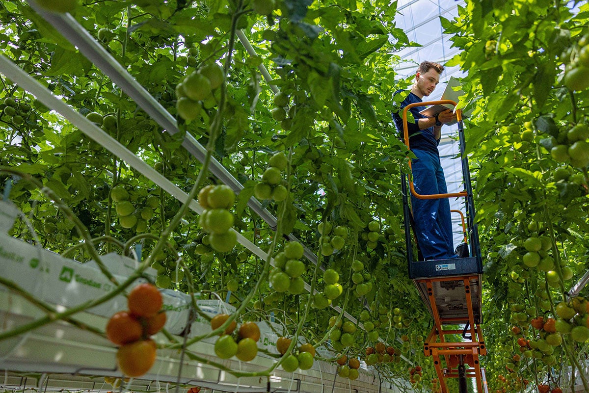 Worker on a lift inspecting or tending crops in a modern greenhouse, surrounded by green plants growing along cultivation systems.