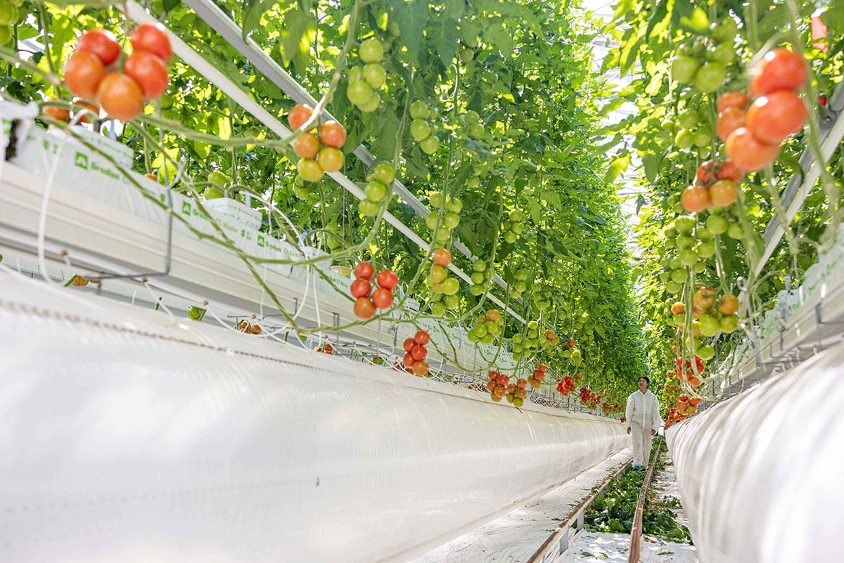 Ripe red tomatoes growing on tall plants in a modern greenhouse, with long rows of crops extending into the distance.