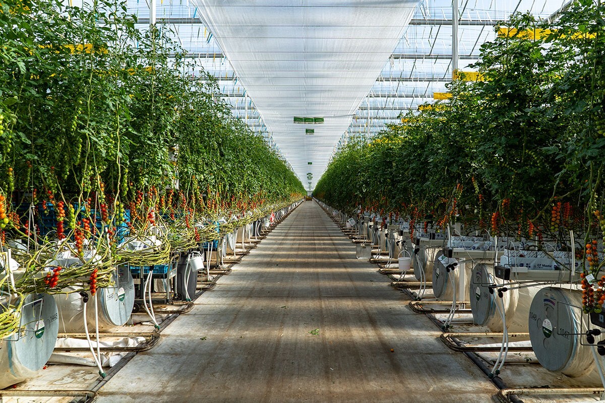 Long aisle inside a modern greenhouse with rows of tall tomato plants on both sides, illuminated by natural daylight filtering through the glass roof.