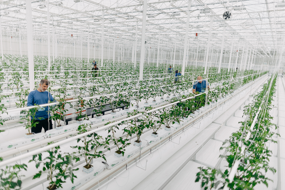 Young plants grow in neat rows on cultivation gutters inside a high-tech greenhouse.