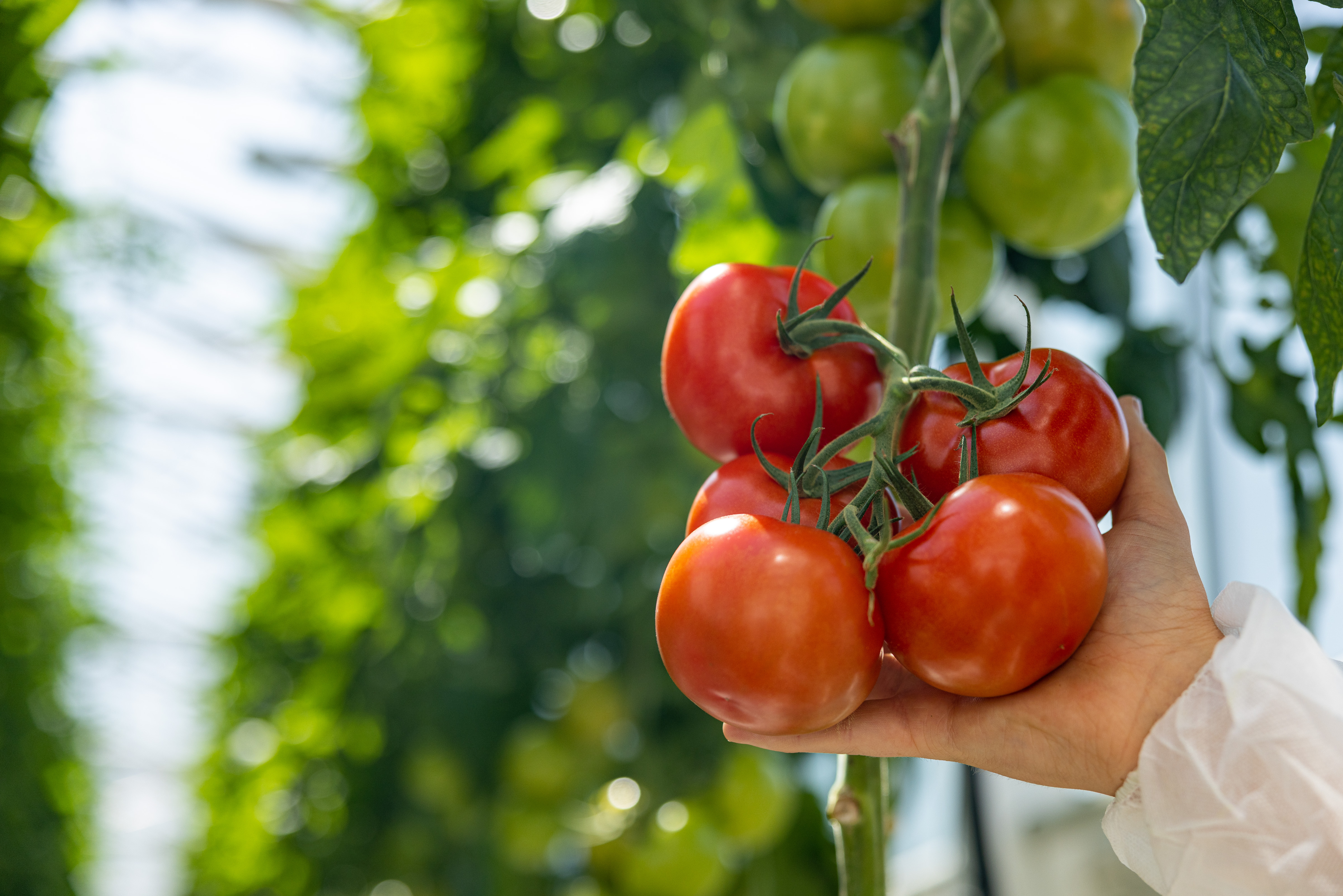 Hand holding a bunch of tomatoes with a greenhouse in the background.